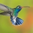 Google HummingBird Transforming Your SEO Strategies? Stay Updated To Be On Track..