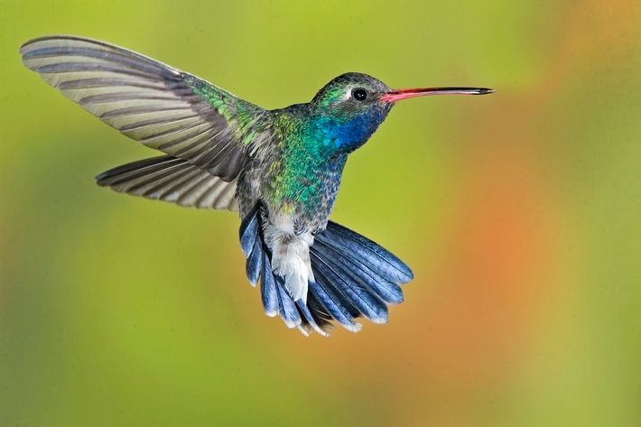 Google HummingBird Transforming Your SEO Strategies? Stay Updated To Be On Track..